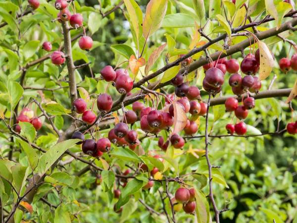 Malus sieversii