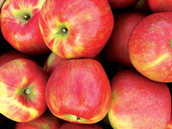 Honeycrisp